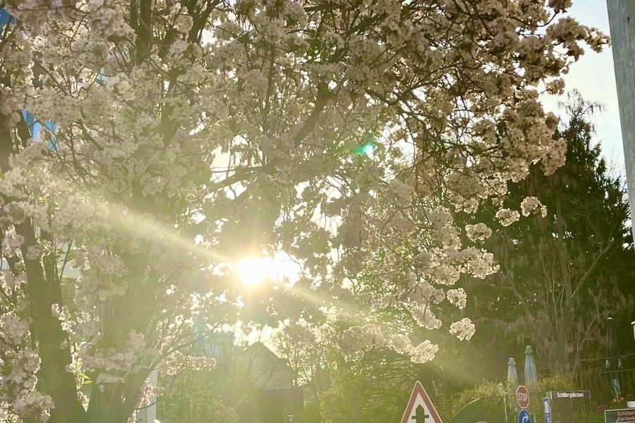 Sonnenstrahlen scheinen durch einen blühenden Baum