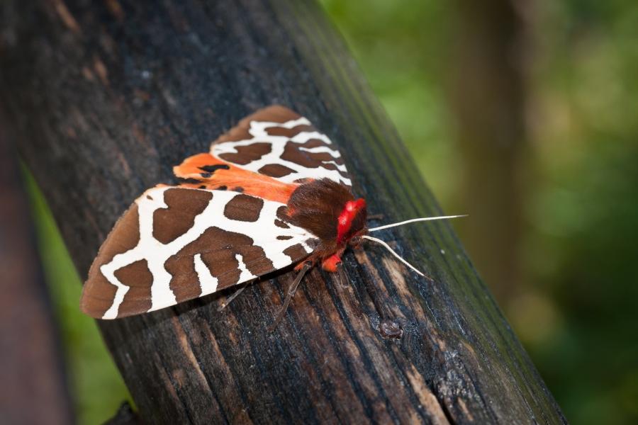 Ein Schmetterling auf einem Baum