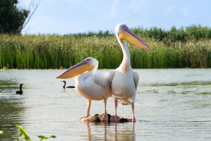 Zwei große Vögel in einer Wasserlandschaft