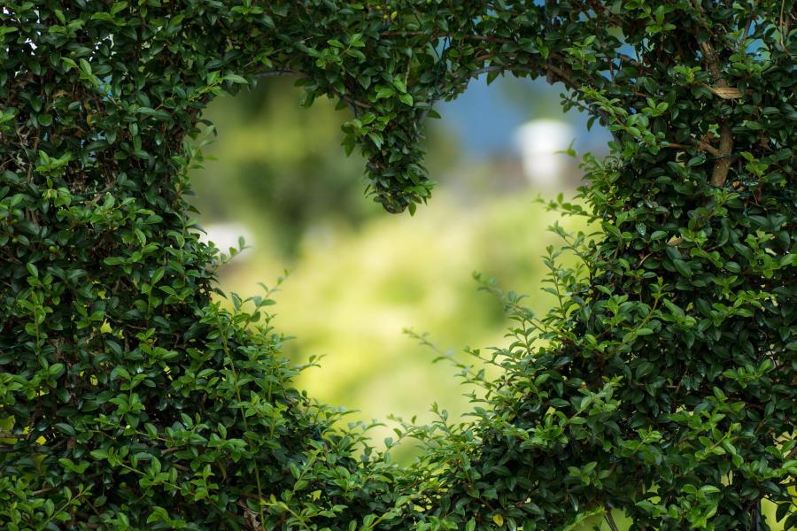 In einer Hecke ist ein Herzauschnitt. Dahinter sieht man verschommenes Grün.