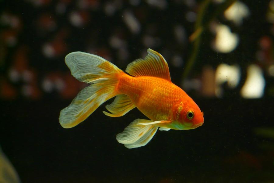 Ein Goldfisch