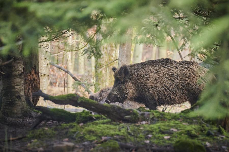 Zwei Wildschweine im Wald