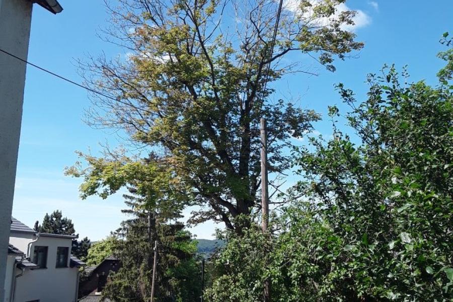 Baum
