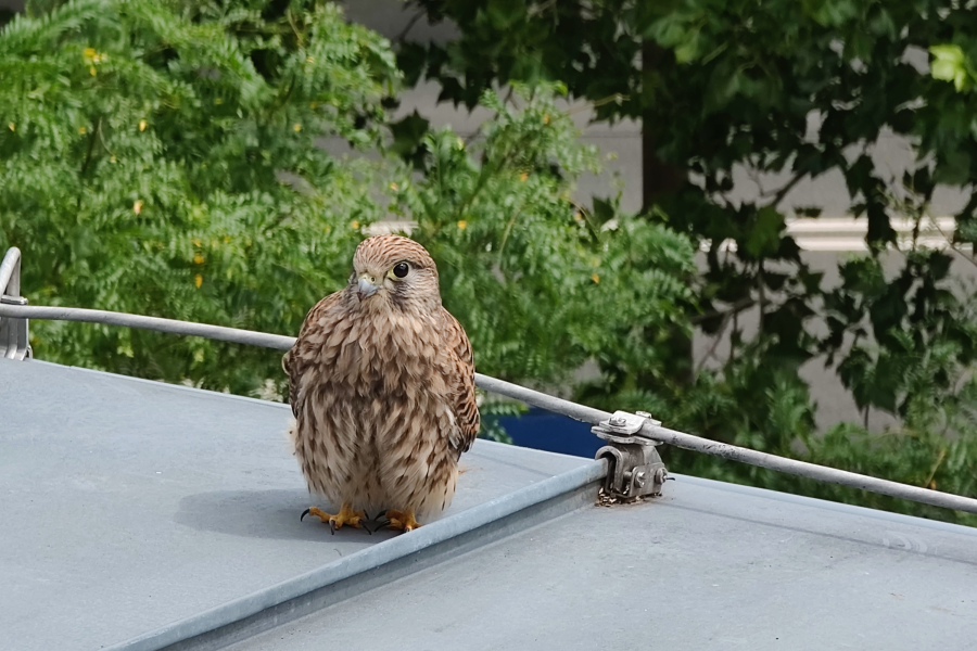 Ein junger Tumfalke sitzt auf dem Dach der Stadtverwaltung.