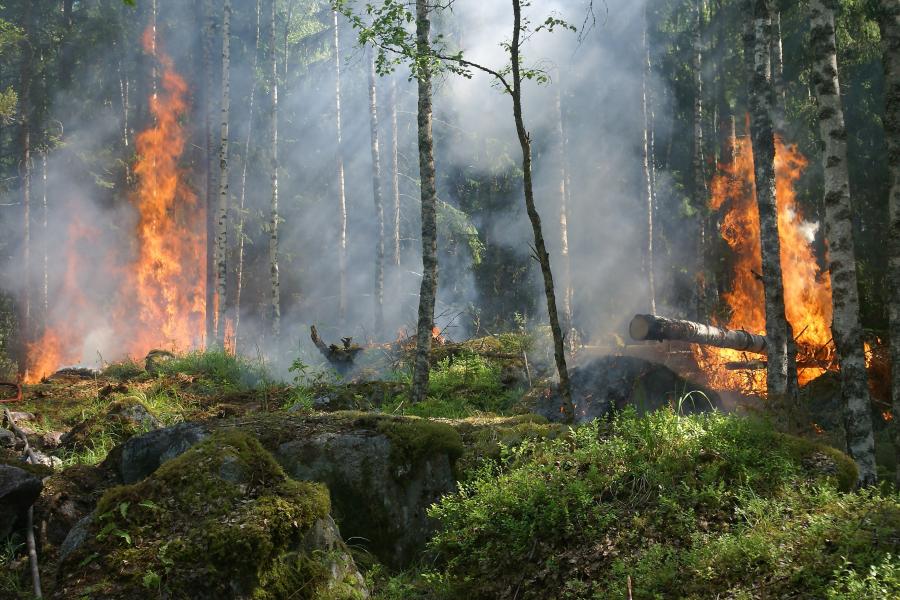 Waldbrand