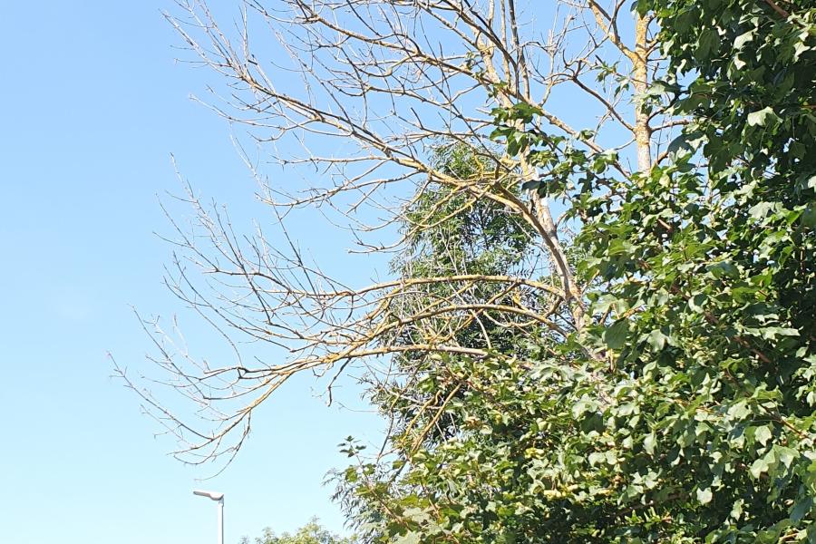 Ein toter Baum steht an der Straße zwischen gesunden Bäumen.