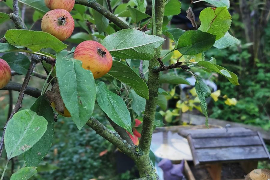 Apfelbaum