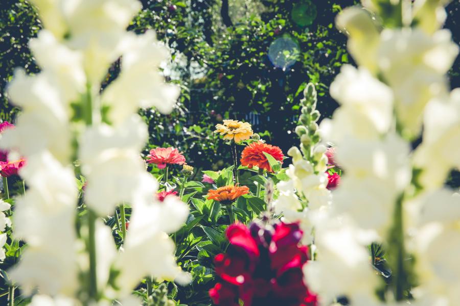 Ein Garten mit vielen bunten Blumen