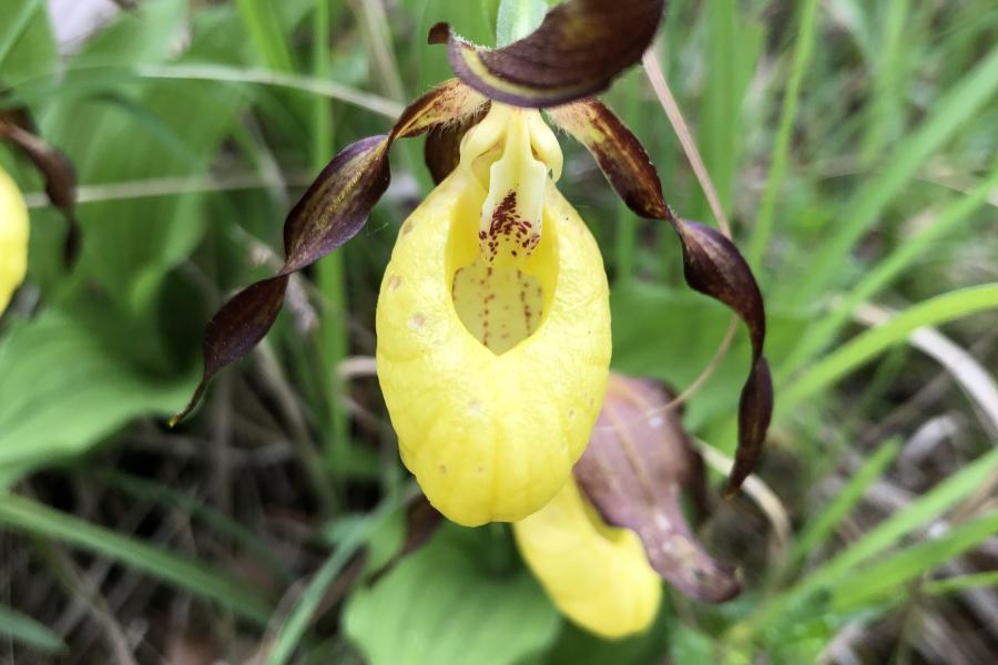 Ein Frauenschuh - eine heimische, gelbe Orchidee