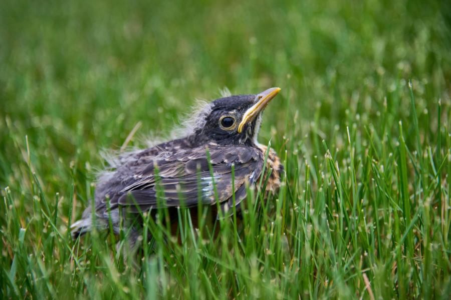 Ein Jungvogel sitzt im Gras