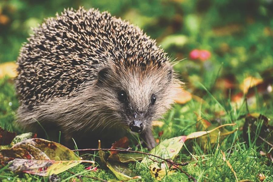 Igel im Garten