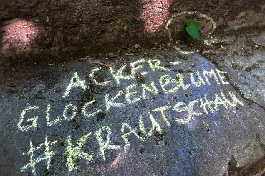 Eine Pflanze mit Kreide umrahmt und benannt