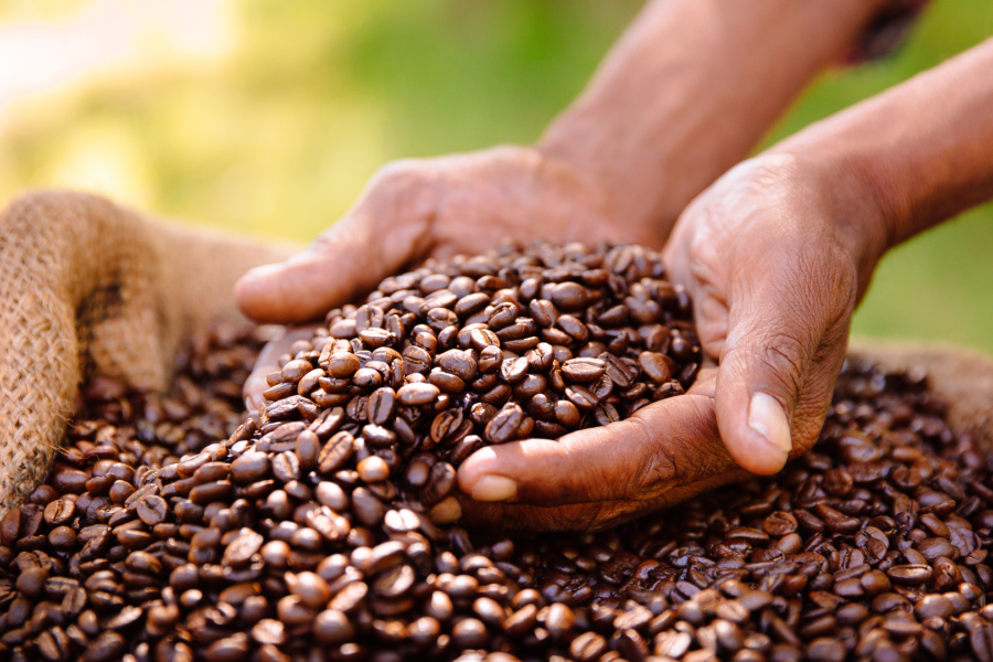Hände halten Kaffeebohnen in der Hand.