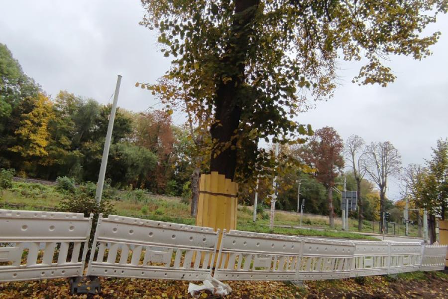 Eine Linde steht am Straßenrand. Direkt vor ihr befindet sich eine Baustelle.