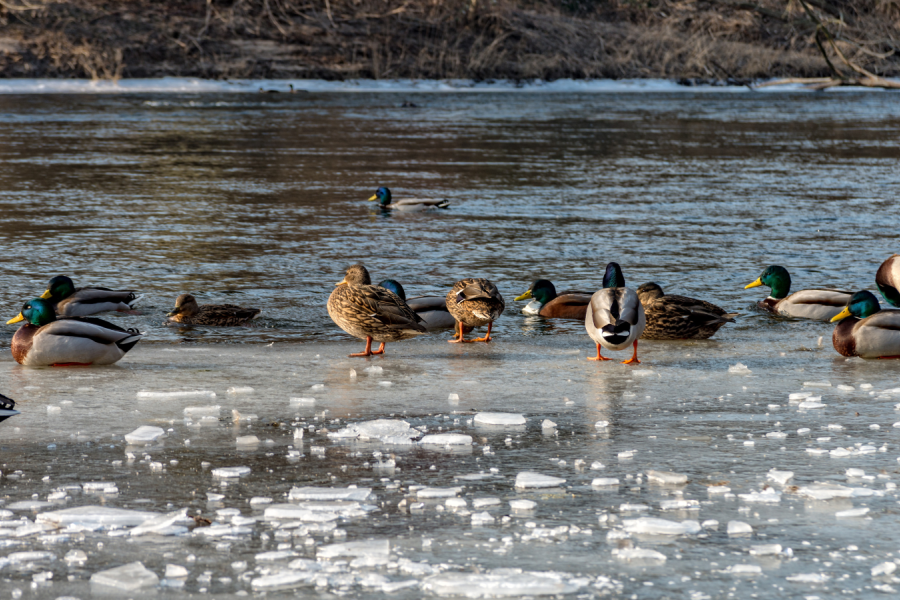 Enten auf zugefrorenem Fluss