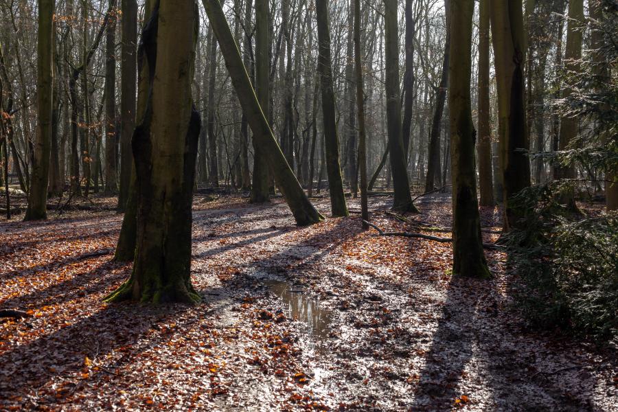 Wald