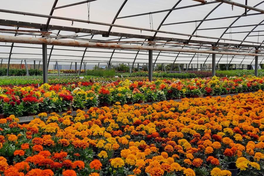 Blick in ein Gewächshaus mit Blumen