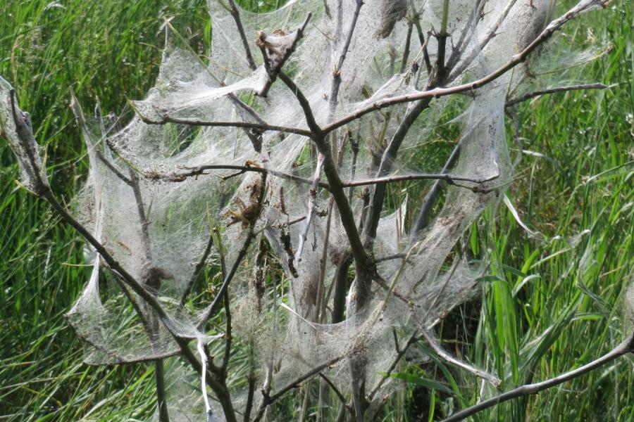 Gespinste einer Gespinstmotte an einem Busch