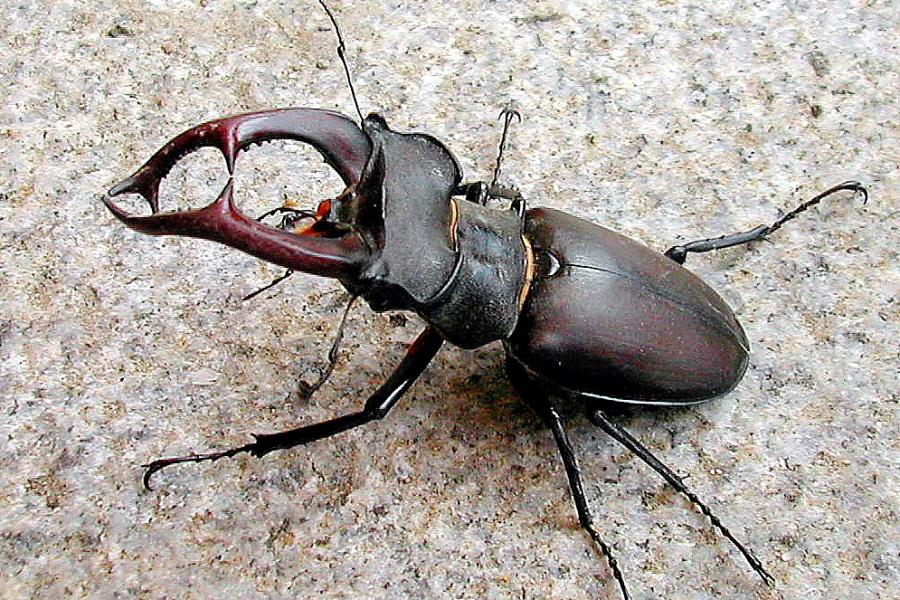 Ein Hirschkäfermännchen