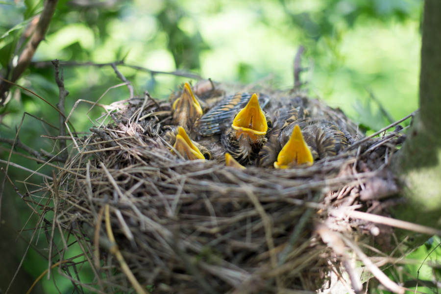 Die geöffneten Schnäbel von Jungvögeln, die gefüttert werden wollen, gucken aus einem Nest.