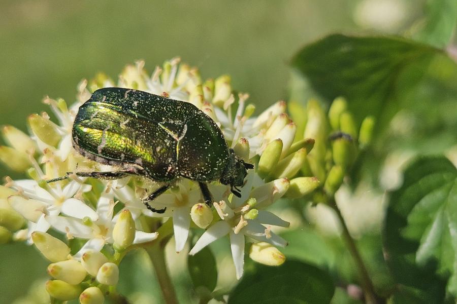 Ein Goldglänzender Rosenkäfer sitzt auf einer Blüte.